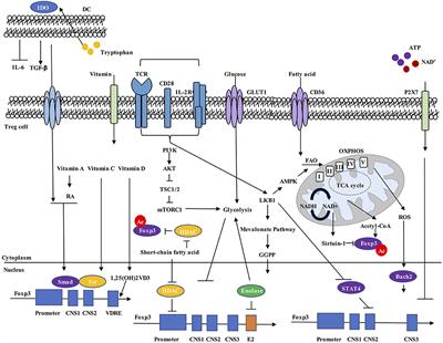 Metabolic Control of Treg Cell Stability, Plasticity, and Tissue-Specific Heterogeneity